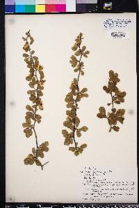 Crataegus flava image