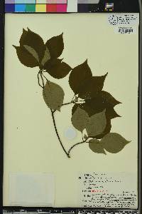 Cornus alternifolia image