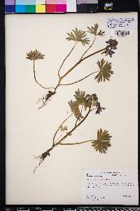 Delphinium tricorne image