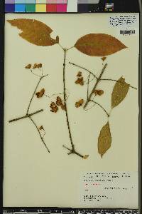 Euonymus atropurpureus image