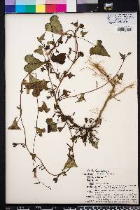 Ipomoea lacunosa image