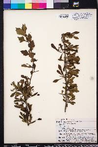 Crataegus spathulata image