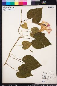 Ipomoea purpurea image