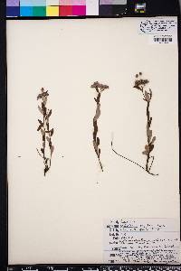 Helianthemum corymbosum image