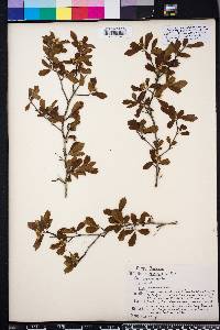 Crataegus uniflora image