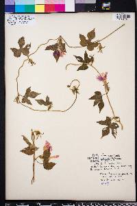 Ipomoea hederacea image