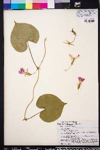 Ipomoea hederacea image