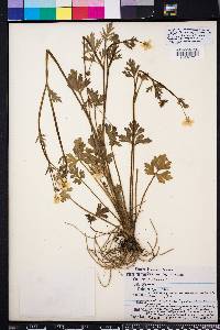 Ranunculus sardous image