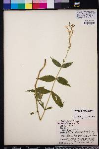 Silene ovata image