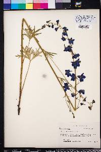 Delphinium alabamicum image