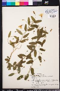 Stylisma humistrata image