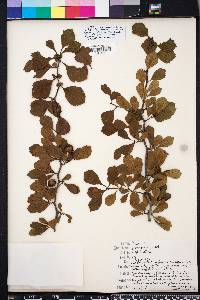 Crataegus flava image