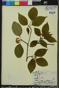 Cornus alternifolia image