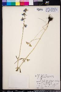 Delphinium carolinianum image