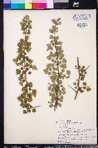 Crataegus marshallii image