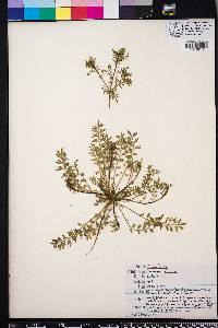 Lepidium didymum image