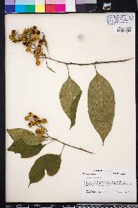 Celastrus scandens image