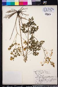 Thalictrum amphibolum image