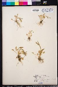 Ranunculus pusillus image