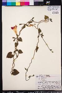 Ipomoea purpurea image