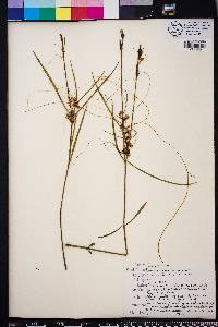 Cuscuta campestris image