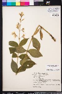 Silene ovata image