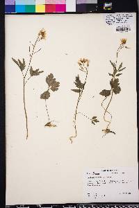 Cardamine angustata image