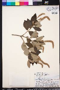 Clethra alnifolia image