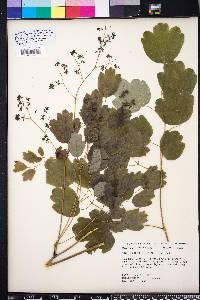 Thalictrum coriaceum image