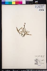 Murdannia nudiflora image