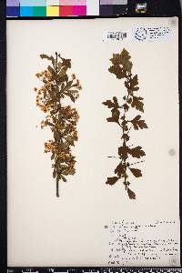 Crataegus spathulata image