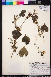 Ipomoea hederacea image