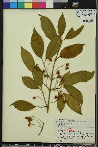 Euonymus atropurpureus image