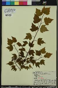 Crataegus phaenopyrum image