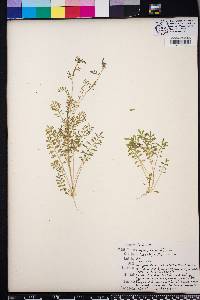 Lepidium didymum image