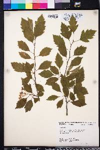 Crataegus viridis image