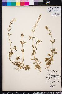 Silene gallica image