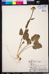 Cardamine bulbosa image