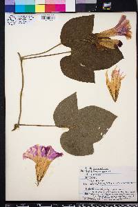 Ipomoea purpurea image