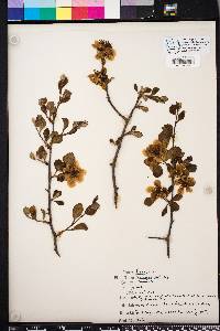 Crataegus aestivalis image