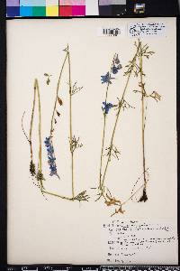 Delphinium carolinianum image