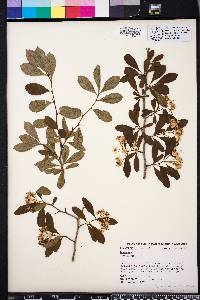 Crataegus viridis image