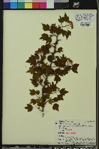 Crataegus phaenopyrum image