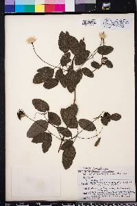 Clematis reticulata image