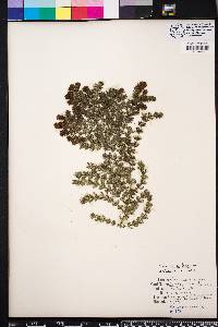 Ceratophyllum demersum image