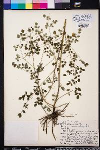 Thalictrum amphibolum image