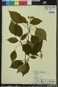 Cornus alternifolia image