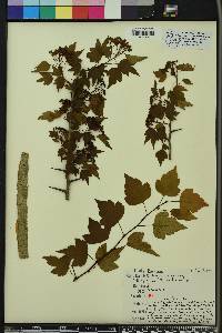 Crataegus phaenopyrum image