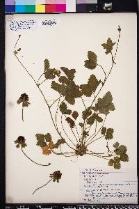 Potentilla indica image