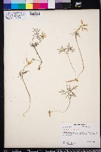 Cardamine multifida image